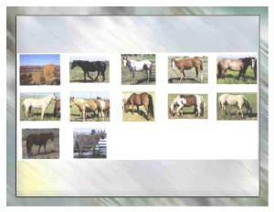 horses1.jpg