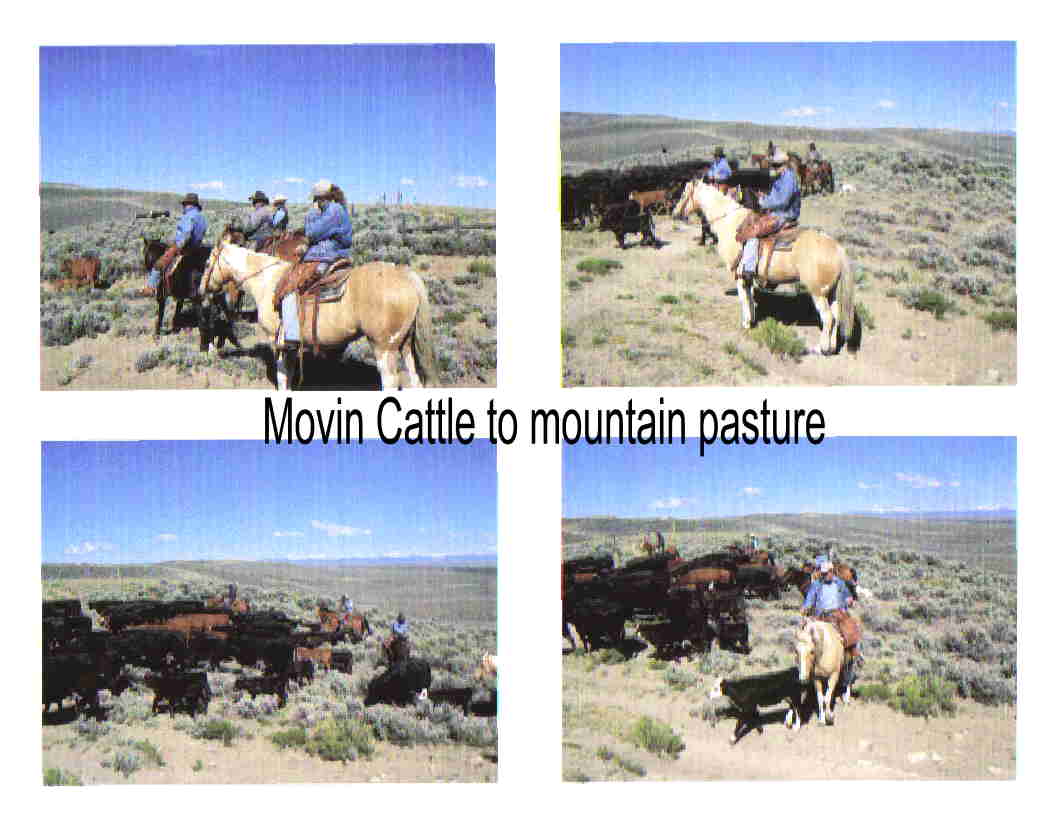 cattle1.jpg